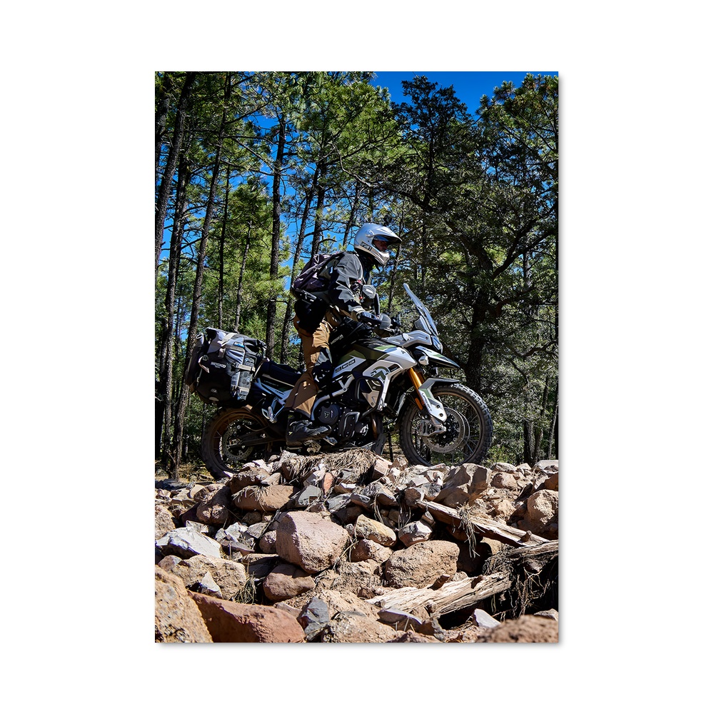 Poster majestueux Tiger rally – affiche Triumph